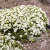 Arenaria-mont-blank-2.webp