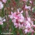 Siskiyou-Pink-2.webp