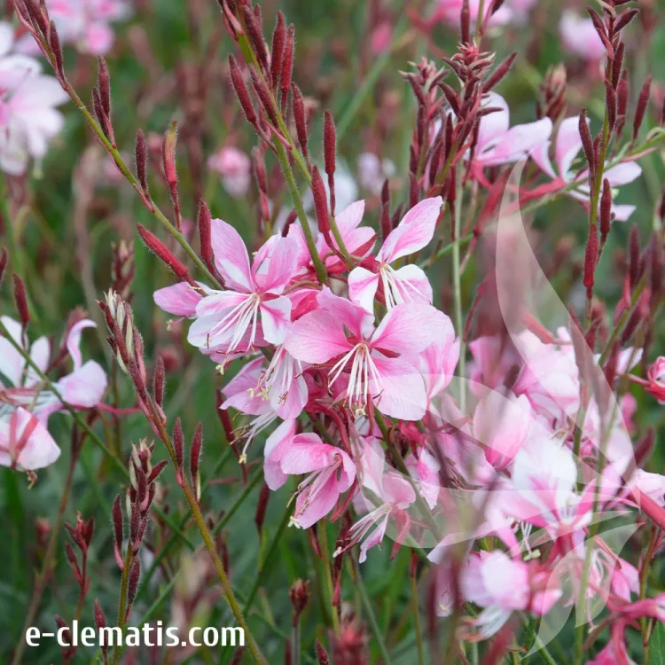 Siskiyou-Pink-2.webp