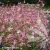 Siskiyou-Pink-1.webp