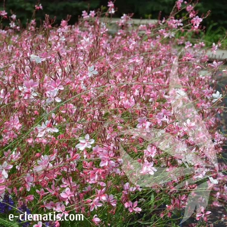 Siskiyou-Pink-1.webp