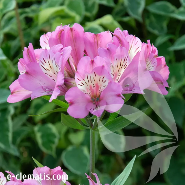 Alstroemeria--summer-saint.webp