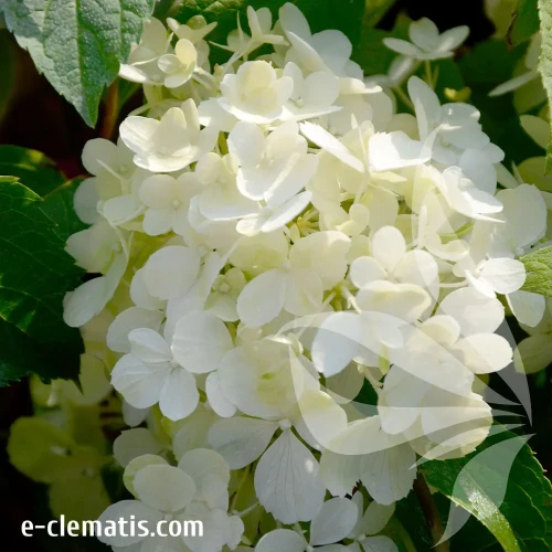hydrangea-pastelgreen.webp