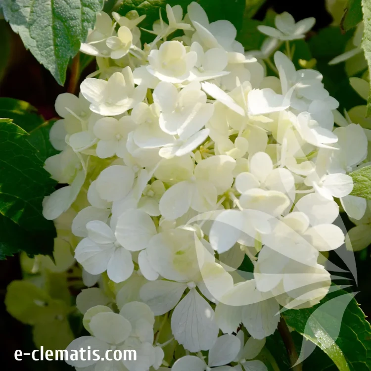 hydrangea-pastelgreen.webp