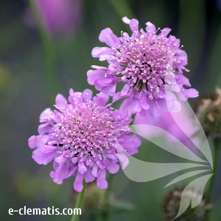Scabiosa-columbaria-Pink-Mist.webp