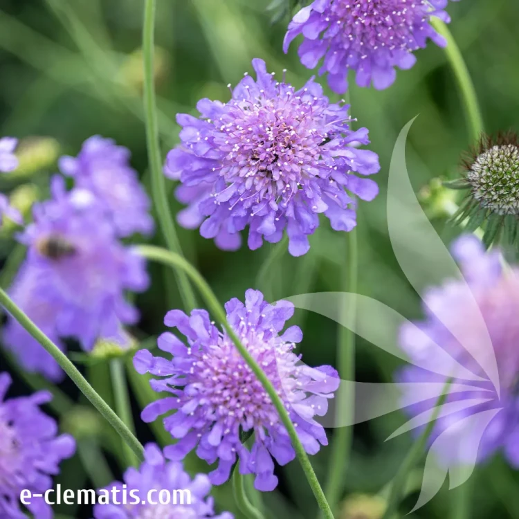Scabiosa-columbaria-Butterfly-Blue.webp