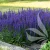 salvia-carina-1.webp