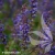 salvia-carina-2.webp