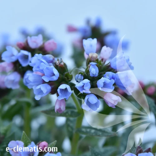 Pulmonaria-Twinkle-Toe.webp