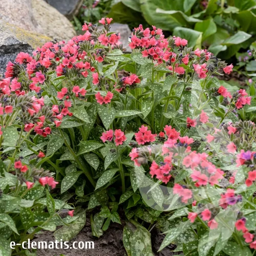 Pulmonaria-Shrimps-on-the-Barbie-1.webp
