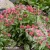Pulmonaria-Shrimps-on-the-Barbie-1.webp