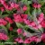 Pulmonaria-Shrimps-on-the-Barbie-2.webp