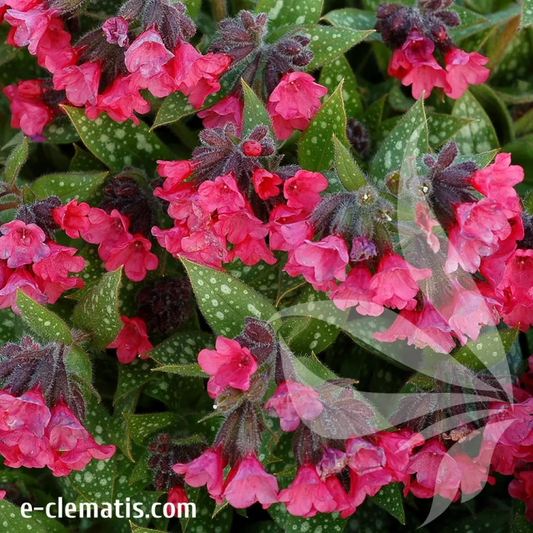 Pulmonaria-Shrimps-on-the-Barbie-2.webp