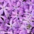 Phlox-Bedazzled-Pink-2.webp