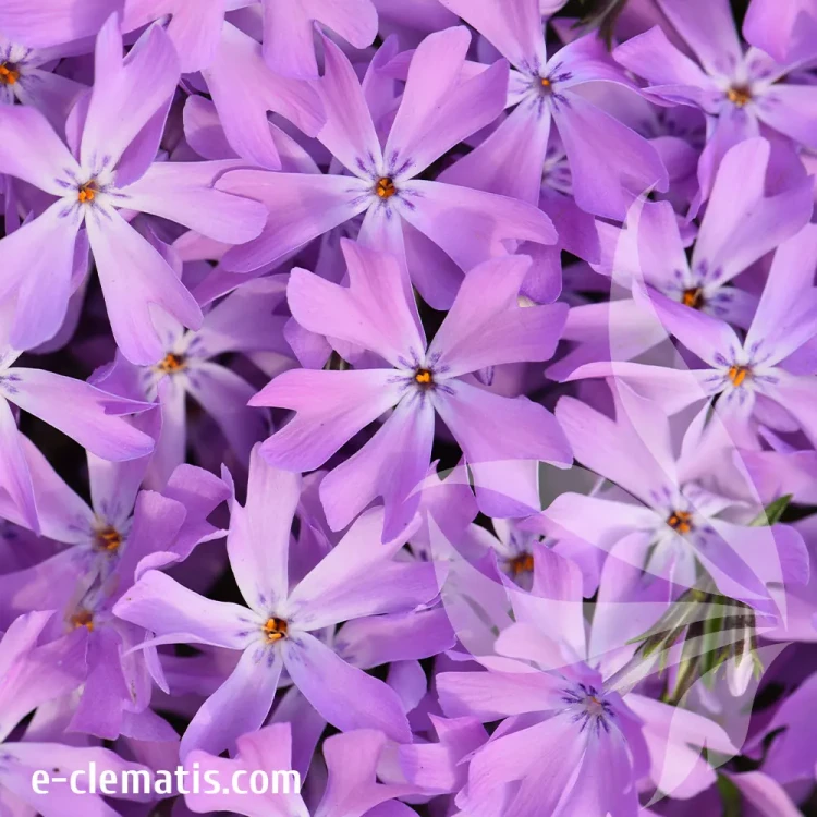 Phlox-Bedazzled-Pink-2.webp