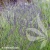 Lavandula-x-intermedia-Grosso-2.webp