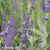 Lavandula-x-intermedia-Grosso-1.webp