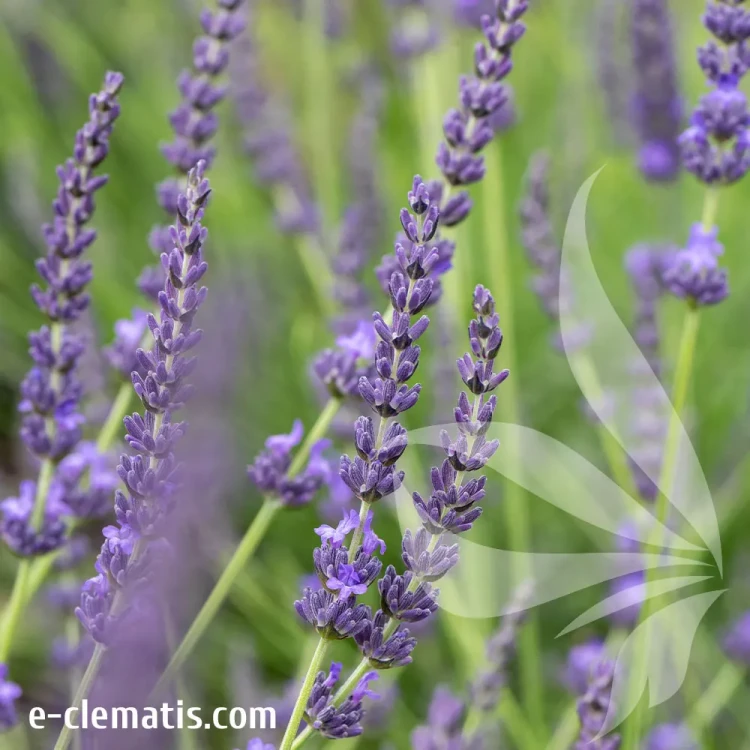 Lavandula-x-intermedia-Grosso-1.webp