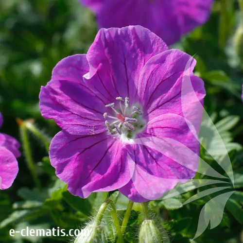 Geranium-FRIVOLIUS-Purple.webp