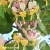 Lonicera-caprifolium-1.webp