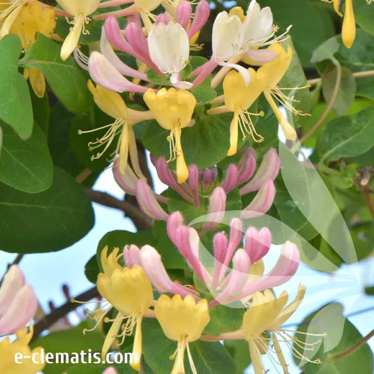 Lonicera-caprifolium-1.webp