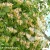 Lonicera-caprifolium-2.webp