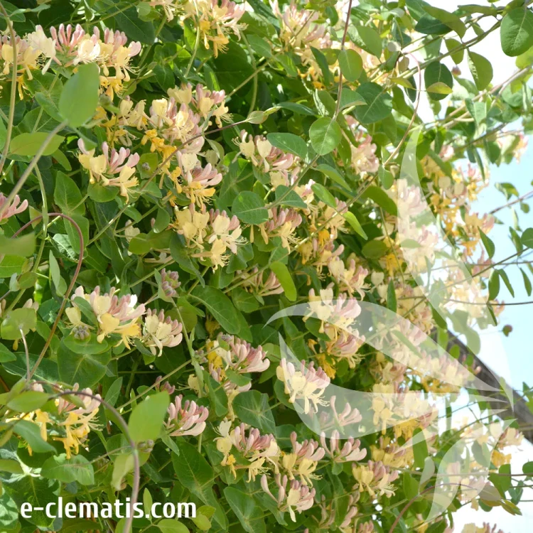 Lonicera-caprifolium-2.webp