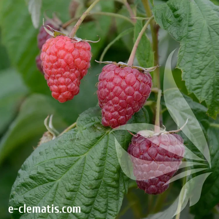Rubus-idaeus-Polana.webp