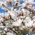 Magnolia-stellata-Rosea-1.webp