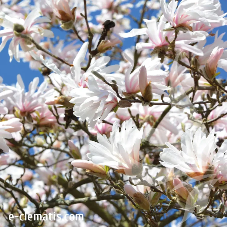 Magnolia-stellata-Rosea-1.webp
