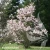 Magnolia-stellata-Rosea-2.webp