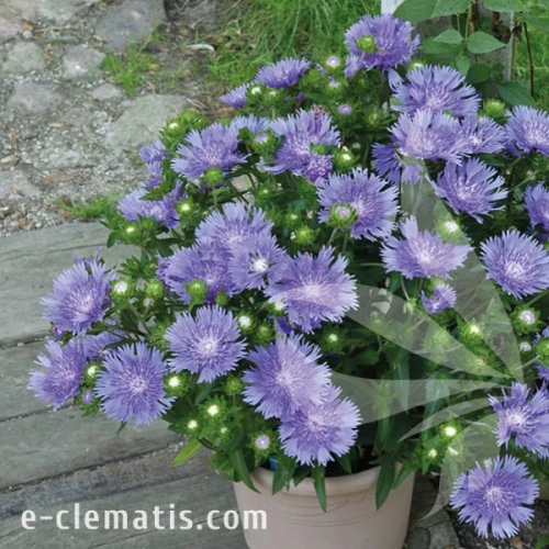 Stokesia leavis Mel's Blue 1.webp