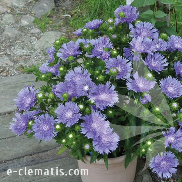 Stokesia leavis Mel's Blue 1.webp