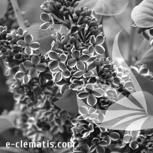Syringa-vulgaris-Sensation1-bw.webp