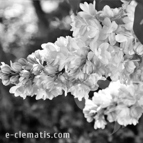 Syringa-Krasavitsa-Moskvy-bw.webp
