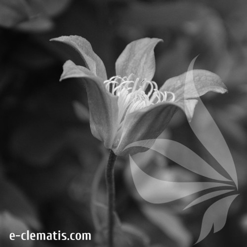 Clematis-Sonatina-BW.webp