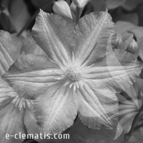 Clematis-Polka-BW.webp