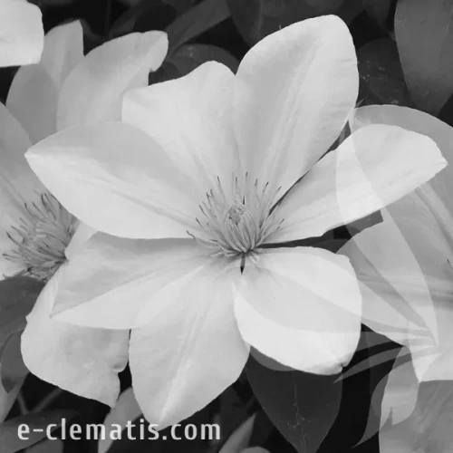 Clematis-Sweet-Morning-BW.webp