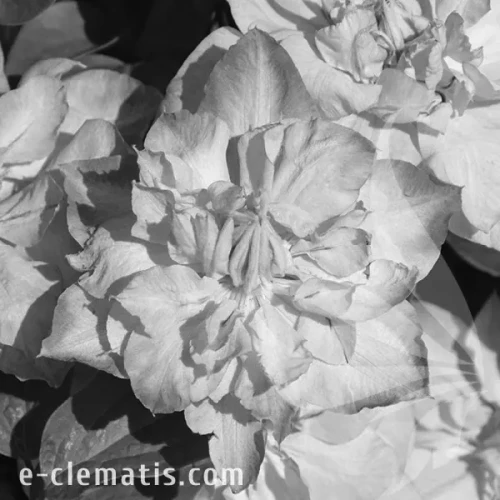 Clematis-Annas-Choice-BW.webp
