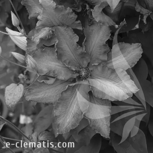 Clematis-Baltic-Waves-BW.webp