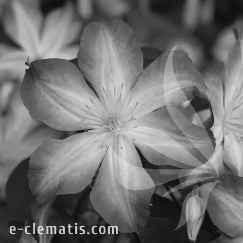 Clematis-Jan-Karski-BW.webp