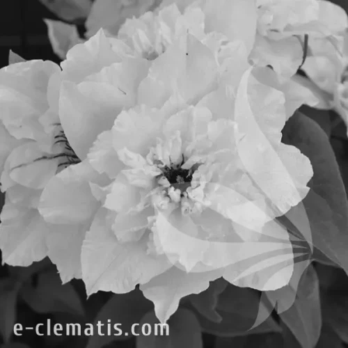 Clematis-First-Light-BW.webp