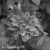 Clematis-Birthday-Girl-BW.webp