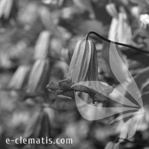 Clematis-Fairy-Dance-BW.webp