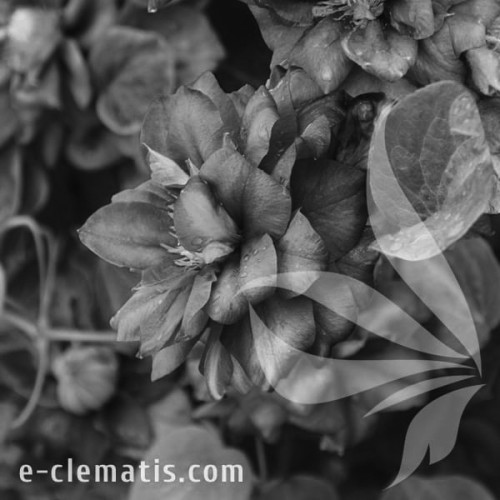 Clematis-Krolowa-Bona-BW.webp