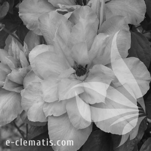 Clematis-Blue-Cotillion-BW.webp