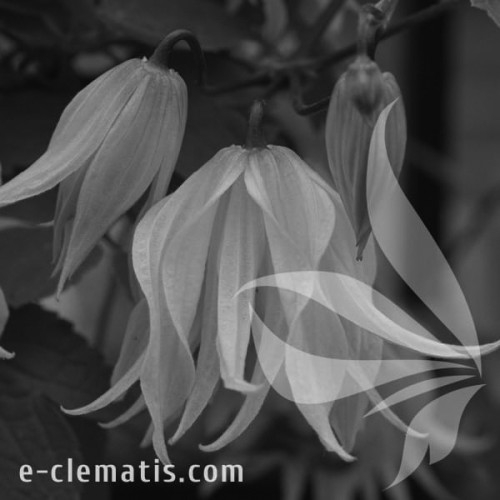 Clematis-Golden-Surprise-BW.webp