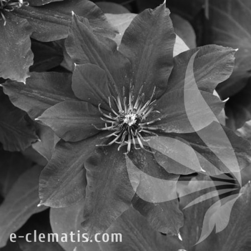 Clematis-My-Beauty-BW.webp