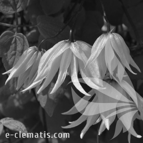 Clematis-Golden-Dream-BW.webp