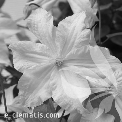 Clematis-Snow-Storm-BW.webp